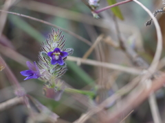 Haplanthodes neilgherryensis