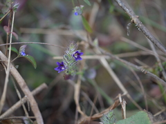 Haplanthodes neilgherryensis