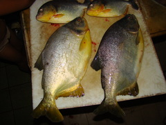 Piaractus mesopotamicus