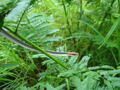 Chironius flavolineatus