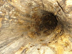 Phyllostomus discolor