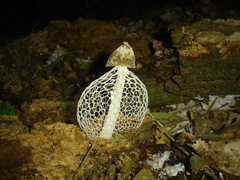 Phallus indusiatus