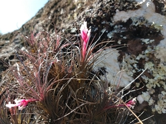 Tillandsia tenuifolia