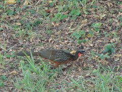 Penelope ochrogaster
