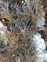 Tillandsia tenuifolia