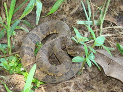 Bothrops mattogrossensis
