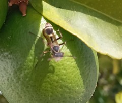 Mischocyttarus