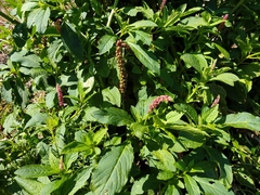 Phytolacca thyrsiflora