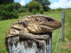Dracaena paraguayensis