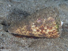 Conus canariensis