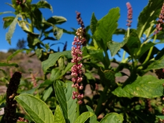 Phytolacca thyrsiflora