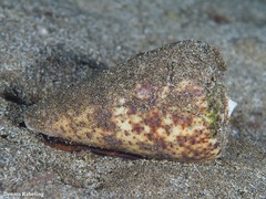 Conus canariensis
