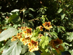 Tropaeolum ciliatum