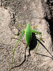 Xenicola