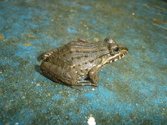 Leptodactylus fuscus