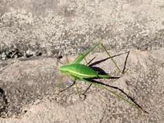 Xenicola