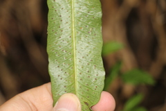 Galium hypocarpium