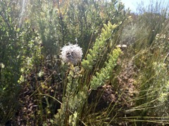 Serruria reflexa