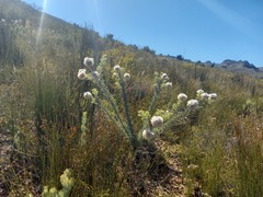 Serruria reflexa