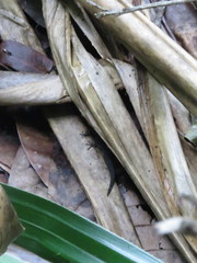 Sphaerodactylus rosaurae