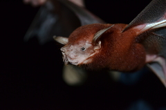 Noctilio albiventris