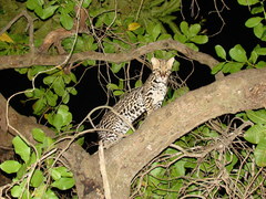 Leopardus pardalis mitis