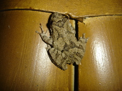 Scinax acuminatus