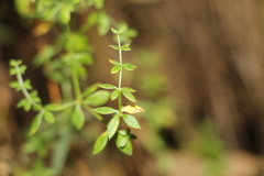 Galium hypocarpium