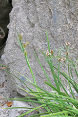 Juncus saximontanus