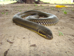 Pseudoeryx plicatilis