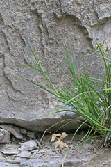 Juncus saximontanus
