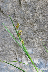 Juncus saximontanus