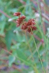 Juncus saximontanus