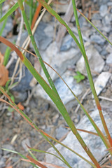 Juncus saximontanus
