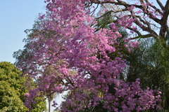 Handroanthus heptaphyllus