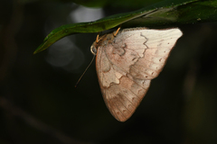 Euselasia thucydides