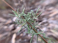 Conradina canescens image