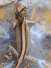 Anolis sericeus