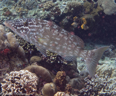 Lethrinus microdon