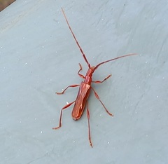 Chenoderus testaceus
