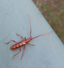 Chenoderus testaceus