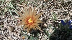 Escobaria missouriensis