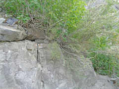 Physocarpus alternans