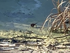 Zonotrichia atricapilla