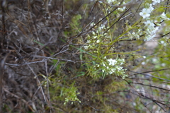 Gypsophila struthium
