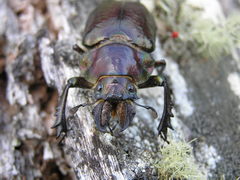 Sphaenognathus feisthamelii