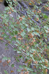 Physocarpus alternans