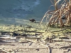 Zonotrichia atricapilla