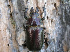 Sphaenognathus feisthamelii