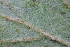 Physocarpus alternans